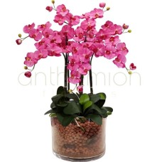 Orchid pink Phalaenopsis (4 stems in a glass)