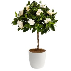 Gardenia Tree