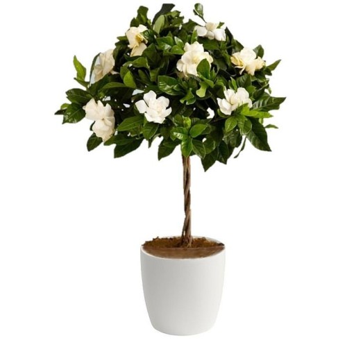 Gardenia Tree