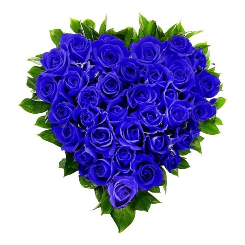 Blue roses heart