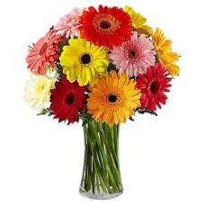 Glorious Gerberas (Basic)