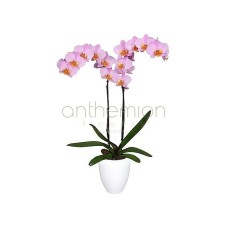 Pink exotic orchid plant