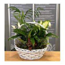 White plant arrangement
