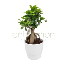 Bonsai Plant