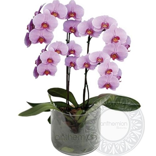 Orchid pink phalaenopsis (4 stems)