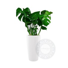 Monstera in a self-watering tall pot