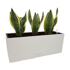 Balconera sansevierias