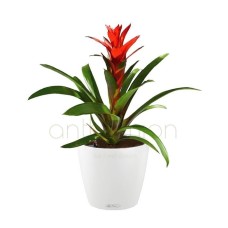 Gusmania in a white self watering pot