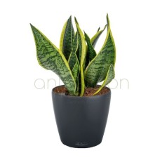 Sansevieria in a charming self watering pot