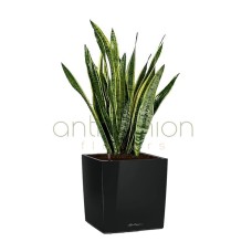 Sansevieria in black self watering cube