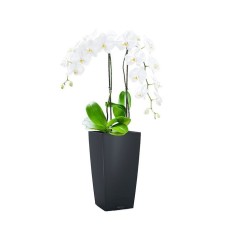 Orchid in stylish self watering pot