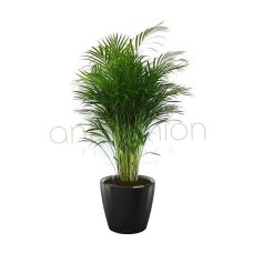 Areka plant in a black self watering pot
