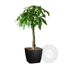 Elegant pachira in a self watering pot