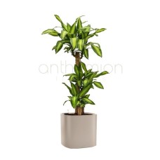 Dracaena in light grey self watering pot