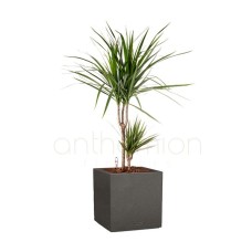 Dracaena in a black self watering pot