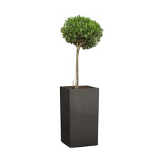 Olive plant in tall black self watering pot