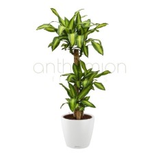Dracaena fragrans in white lechuza pot