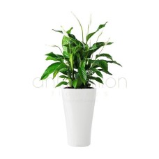 Spathifillum in stylish self watering pot