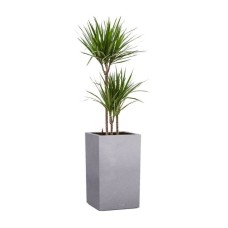 Dracaena marginata in stone look self watering pot