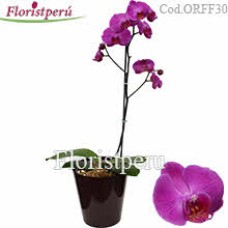 Orchid plant - 1 stem (Referential color)