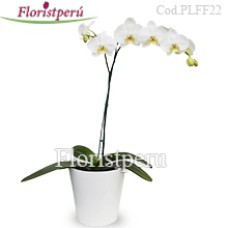 Orchid plant white with yellow - 1 stem