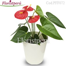 Anturium Plant