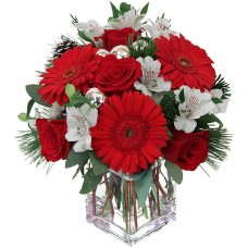 Gerbera Rossa (SPECIAL)