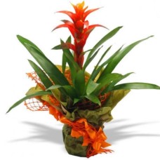 Pianta Guzmania (Large)
