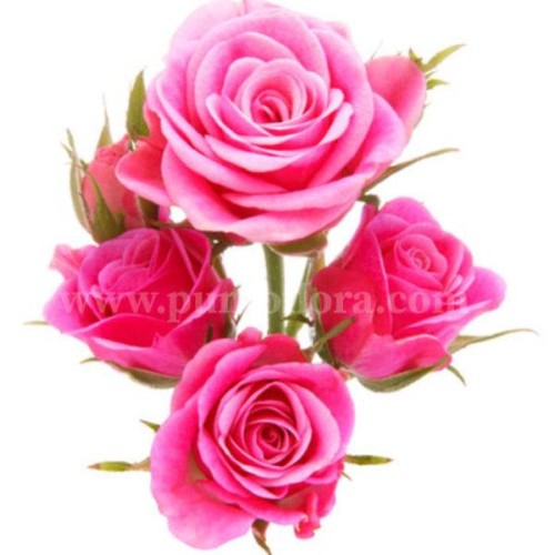 Pink Dream (SPECIAL)