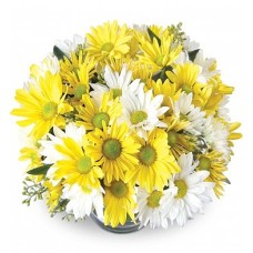 Two colored daisies (DELUXE)