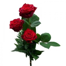 Tris Rose (Large)