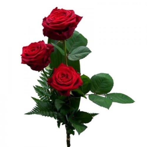 Tris Rose (Large)