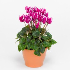 Cyclamen Plant (DELUXE)