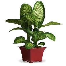 Diffenbachia Plant (DELUXE)