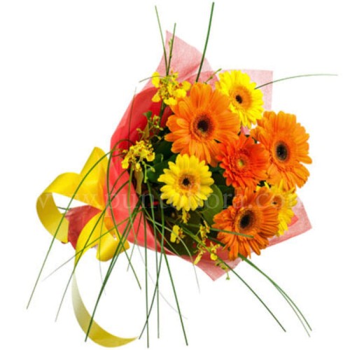 Escape Of Gerberas (DELUXE)