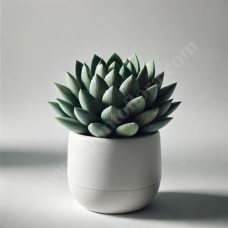 Haworthia Plant (Basic)