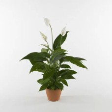 Spathiphyllum Plant (DELUXE)