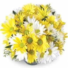 Two-Colored Daisies (DELUXE)