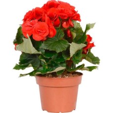 Begonia plant (BASIC)