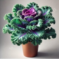 Cabbage in a Pot (Base)