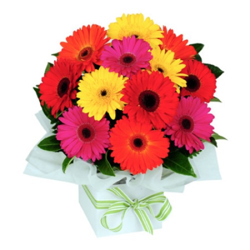 Gerbera mix (BASIC)