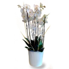 White Orchid (Basic)