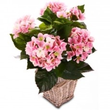 Hydrangea plant (BASIC)