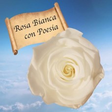 White Rose with Poetry