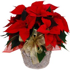 Red Poinsettia (Basic)