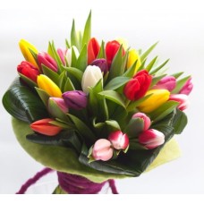 Tulip mix (BASE)