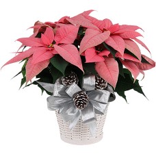 Stella Di Natale Rosa (DELUXE)