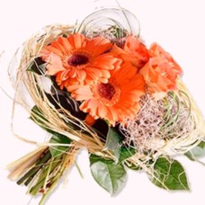 Peach Gerbera (BASIC)