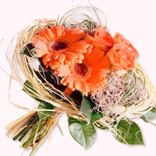 Peach Gerbera (BASIC)