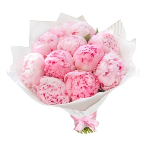 Peonie Rosa (Base)